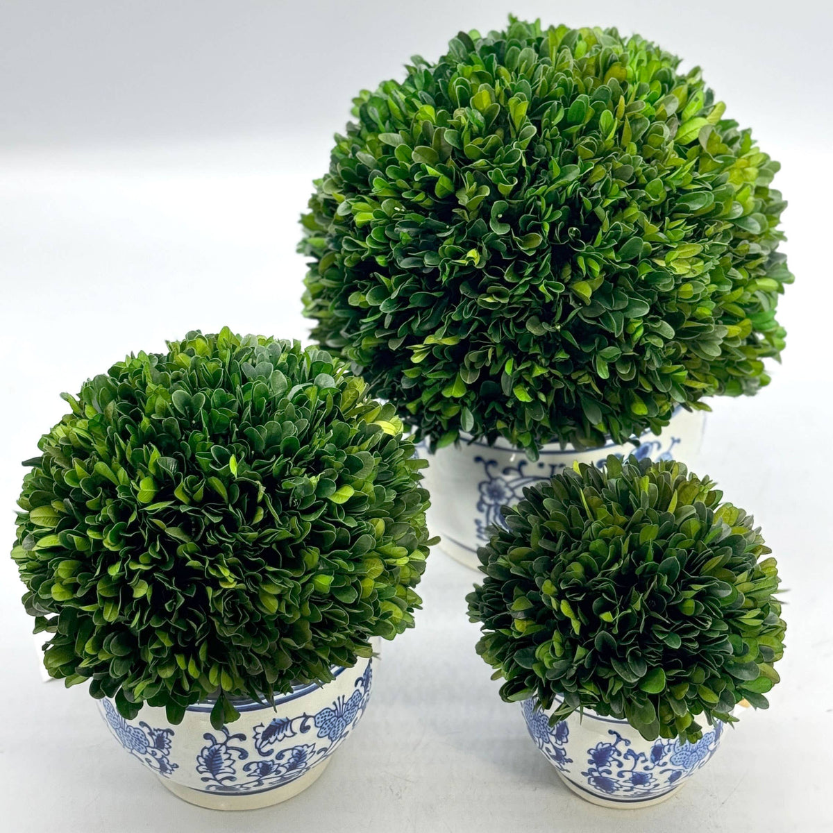 Boxwood Ball Topiary in Round Bulb Blue & White Ceramic Pot