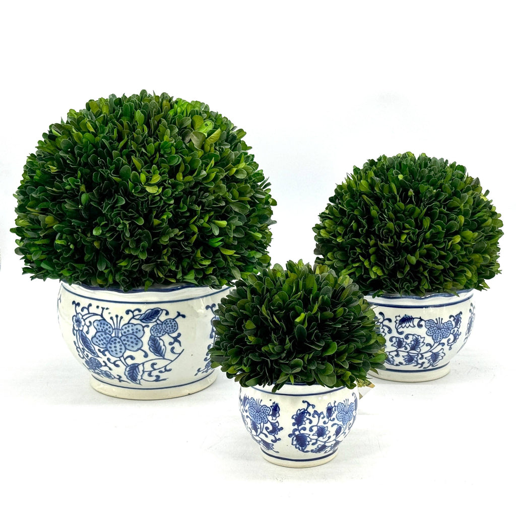 Boxwood Ball Topiary in Round Bulb Blue & White Ceramic Pot