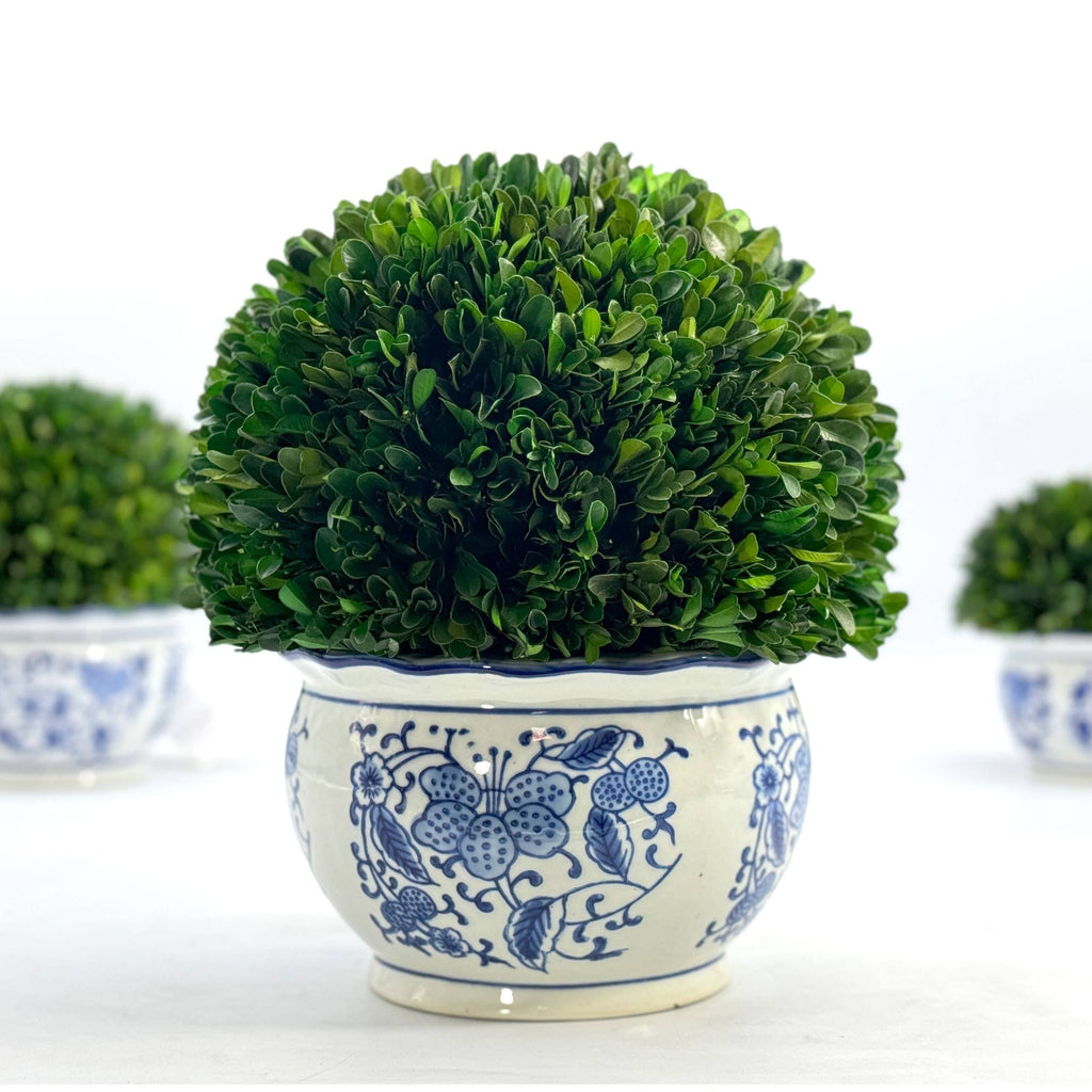 Boxwood Ball Topiary in Round Bulb Blue & White Ceramic Pot