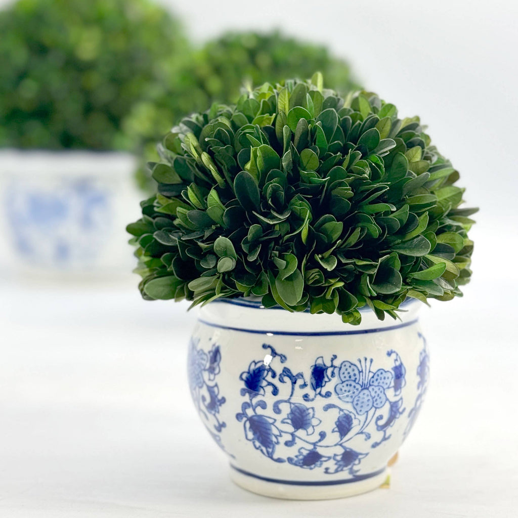 Boxwood Ball Topiary in Round Bulb Blue & White Ceramic Pot