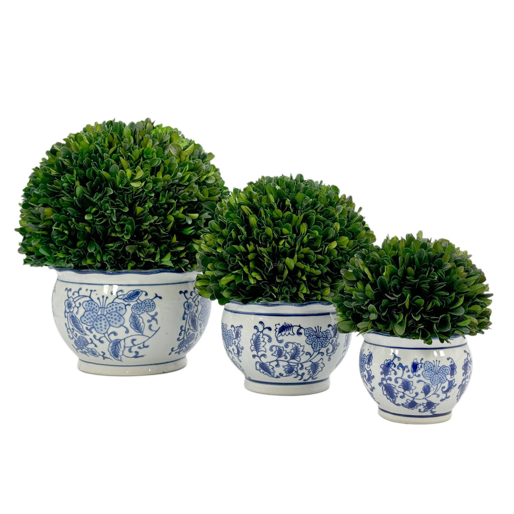 Boxwood Ball Topiary in Round Bulb Blue & White Ceramic Pot