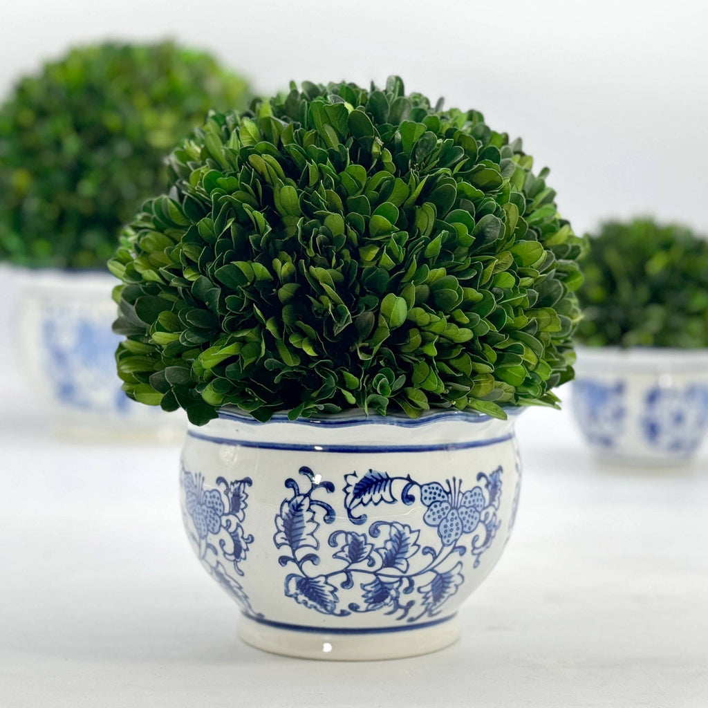 Boxwood Ball Topiary in Round Bulb Blue & White Ceramic Pot