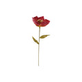 Crimson Poppy Stem