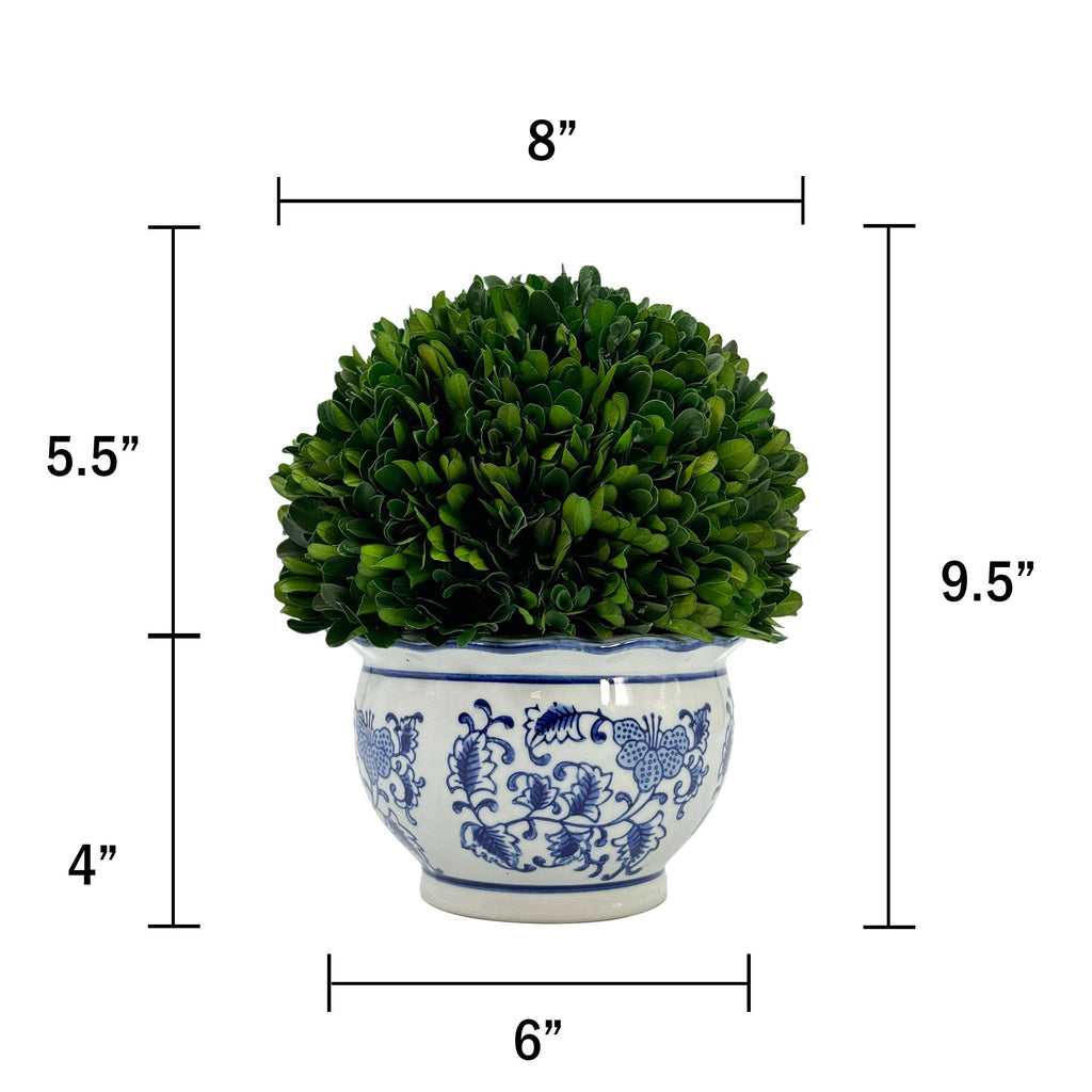 Boxwood Ball Topiary in Round Bulb Blue & White Ceramic Pot